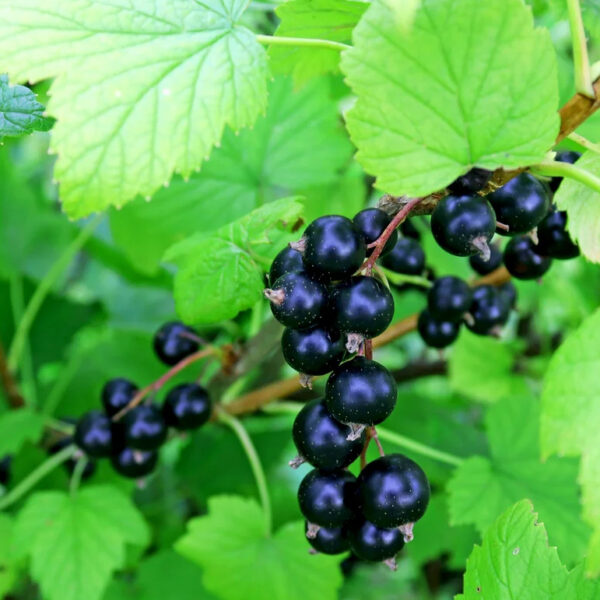 Ribes nigrum  'Katjusha'