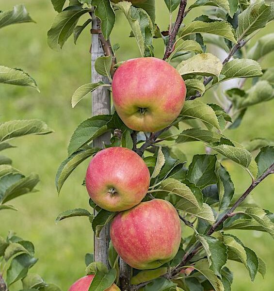 Malus domestica 'Arbat'