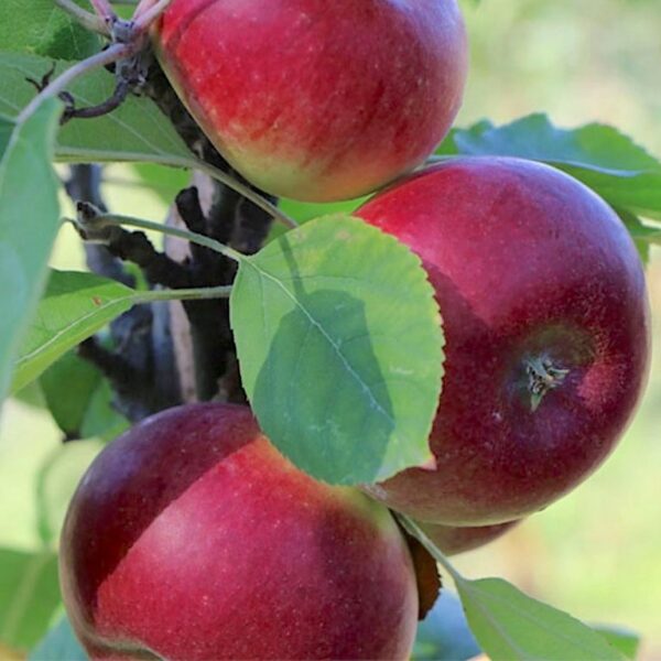 Malus domestica 'Duet'