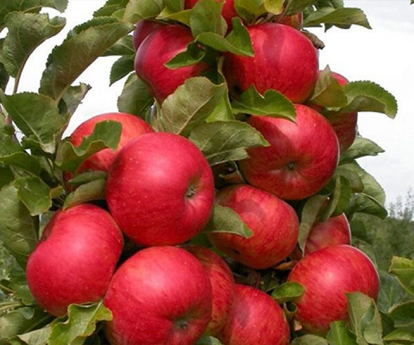 Malus domestica 'Džin'