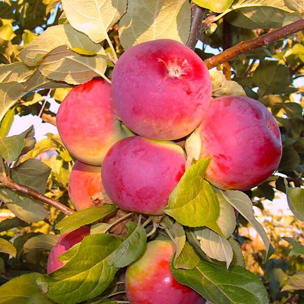 Malus domestica 'Orlik'