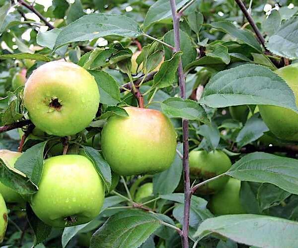 Malus domestica  'Tellisaare'