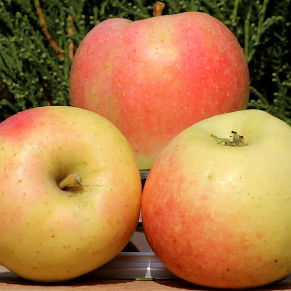 Malus domestica 'Zarja Alatau'