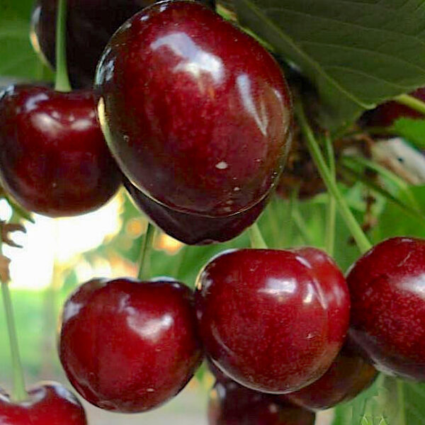 Prunus avinum 'Ovstuženka'