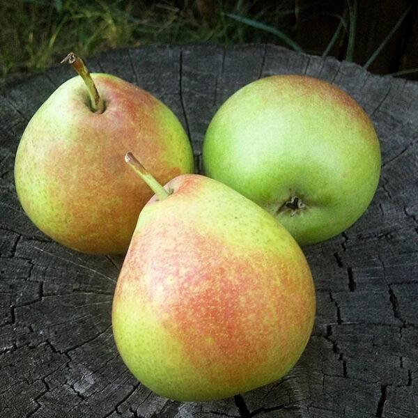 Pyrus communis 'Mramornaja'