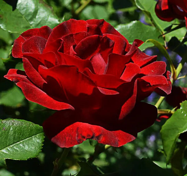 Rosa 'Dame de Coeur'