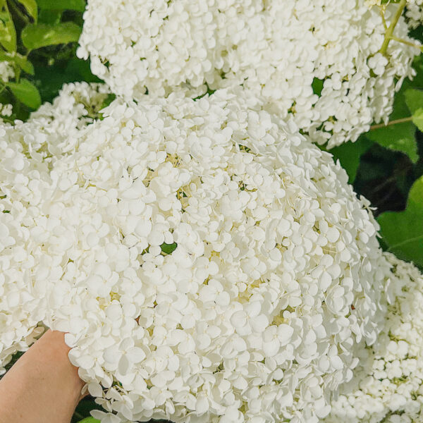 Hydrangea arborescens 'Annabelle'