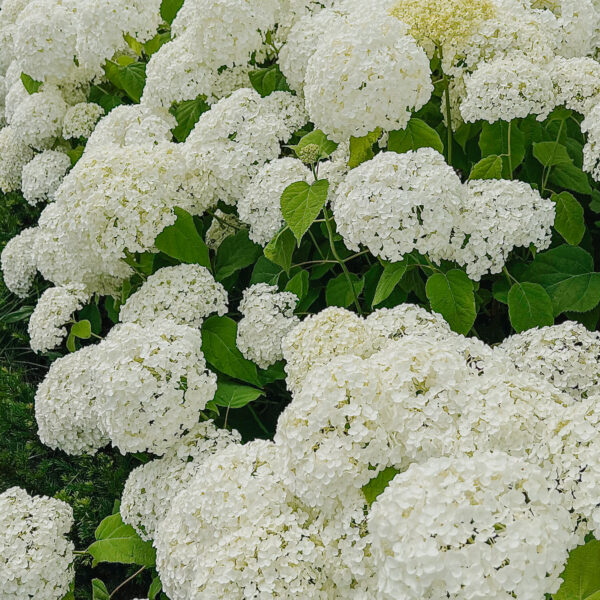 Hydrangea arborescens 'Annabelle'