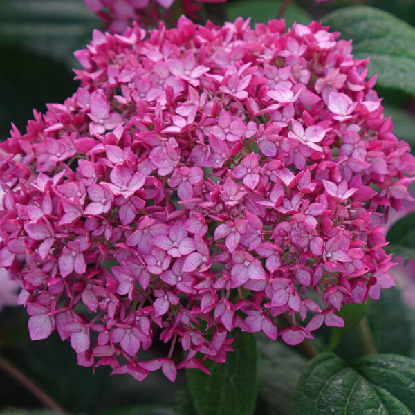 Hydrangea arborescens  'Ruby Annabelle'