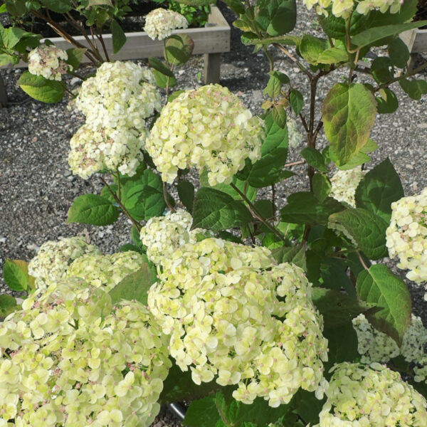 Hydrangea arborescens  'Lime Rickey'