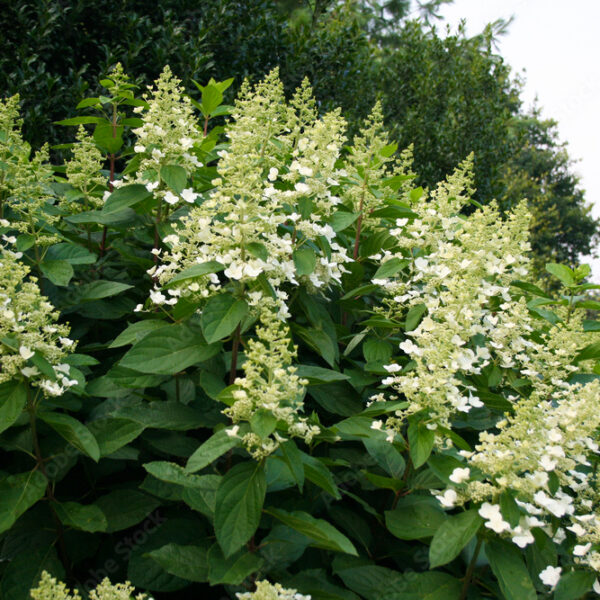 Hydrangea paniculata 'Kyushu'
