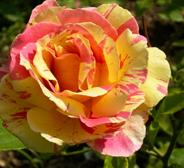 Rosa 'Claude Monet'