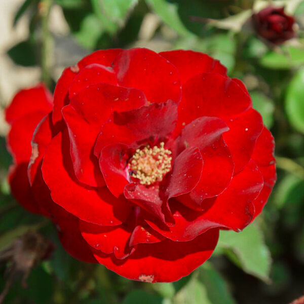 Rosa 'H.C. Andersen'