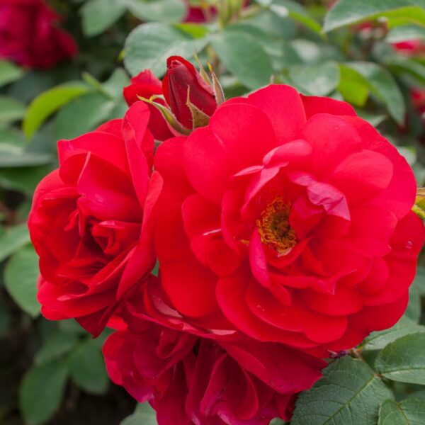 Rosa 'Hansaland'