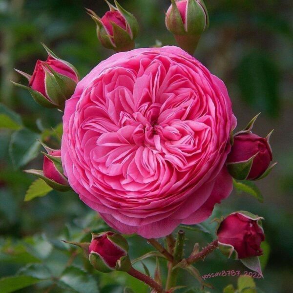 Rosa 'Leonardo da Vinci'