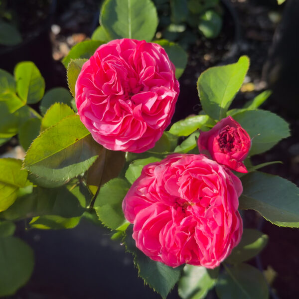 Rosa 'Leonardo da Vinci'