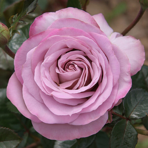 Rosa 'Blue Girl' (Sautari)