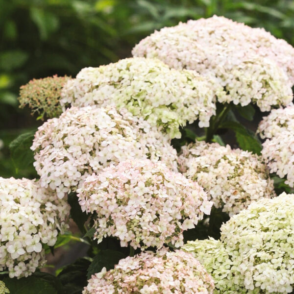 Hydrangea arborescens 'BellaRagazza Blanchetta' (Invincibelle Wee White)