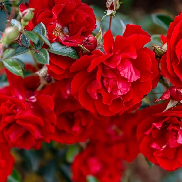 Rosa "Rote The Fairy"