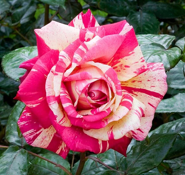 Rosa "Brocèliande"