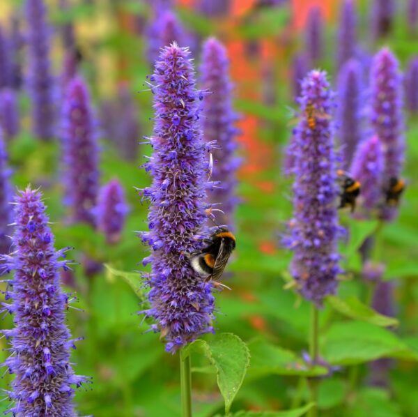 Agastache rugosa