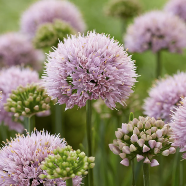 Allium senescens