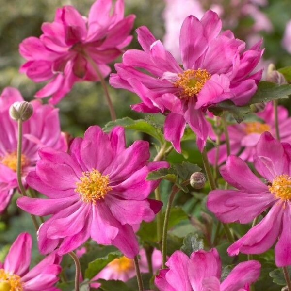 Anemone hupehensis  'Prinz Heinrich'