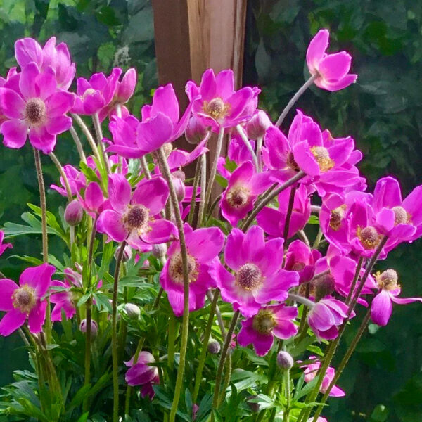 Anemone hybrida 'Spring Beauty Pink'