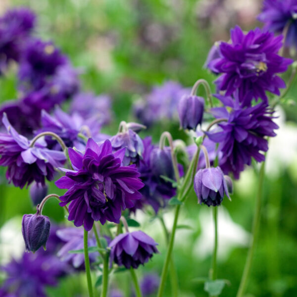 Aquilegia vulgaris 'Blue Barlow'