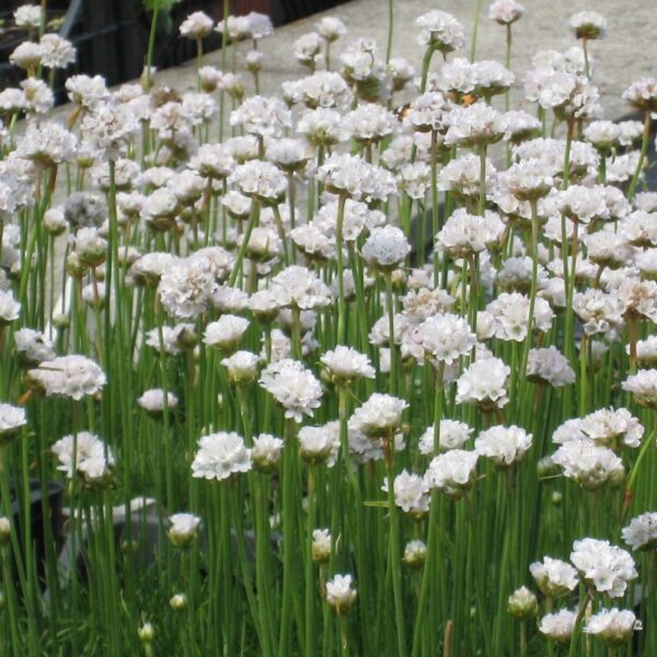 Armeria maritima 'Alba'