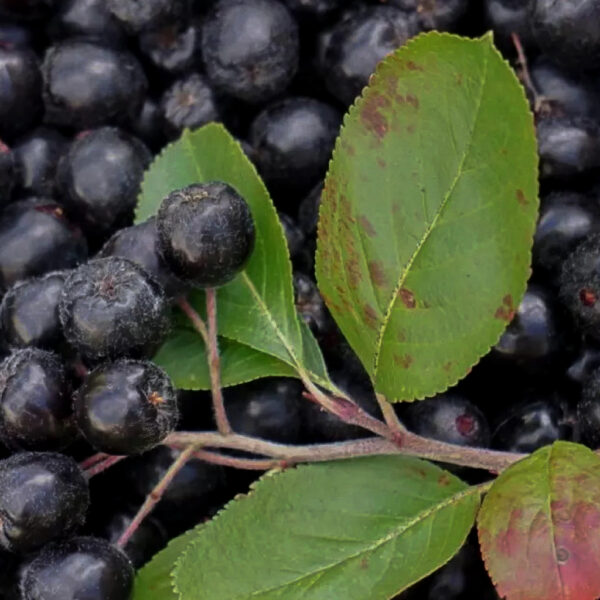 Aronia Mitschurini 'Amit'