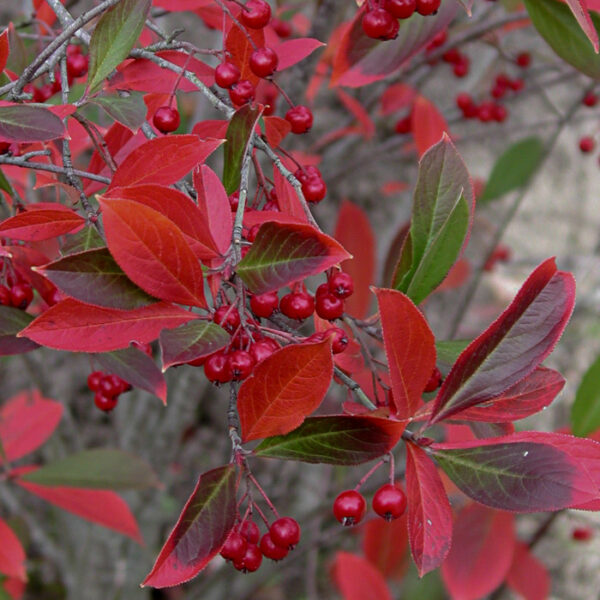 Aronia arbutifolia 'Brilliant'