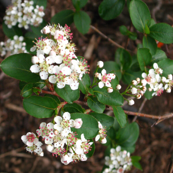 Aronia melanocarpa - Image 2