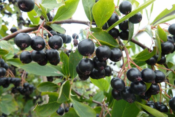 Aronia melanocarpa 'Hugin'