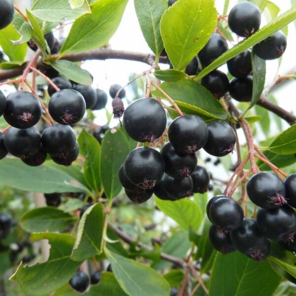 Aronia melanocarpa 'Hugin'