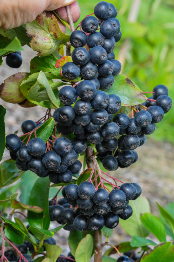 Aronia prunifolia 'Nero'