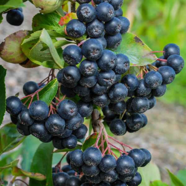 Aronia prunifolia 'Nero'