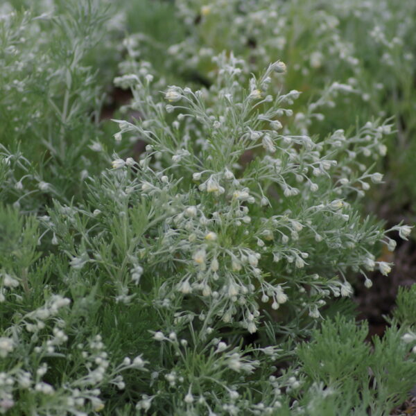 Artemisia schmidtiana 'Nana'