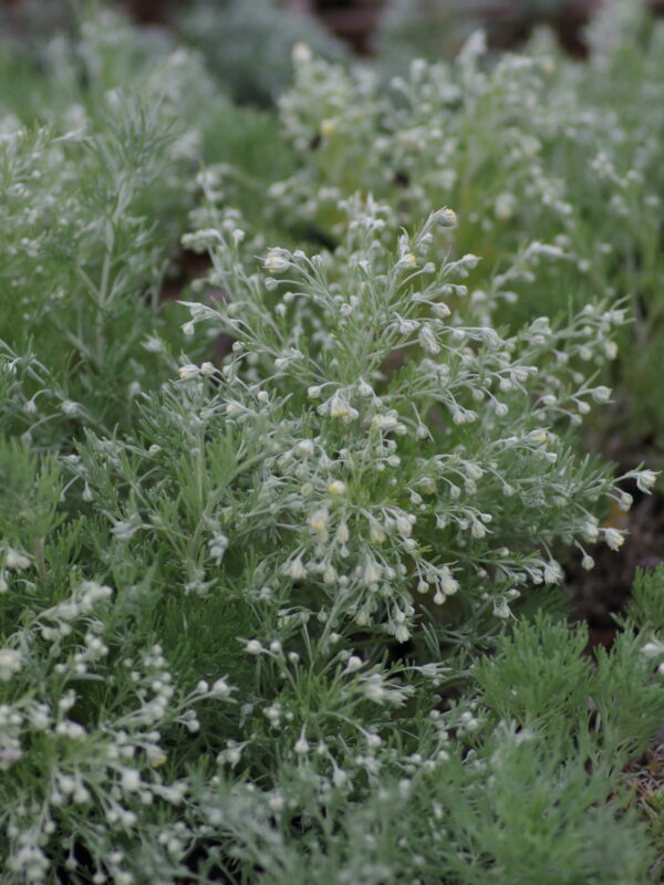 Artemisia schmidtiana 'Nana'