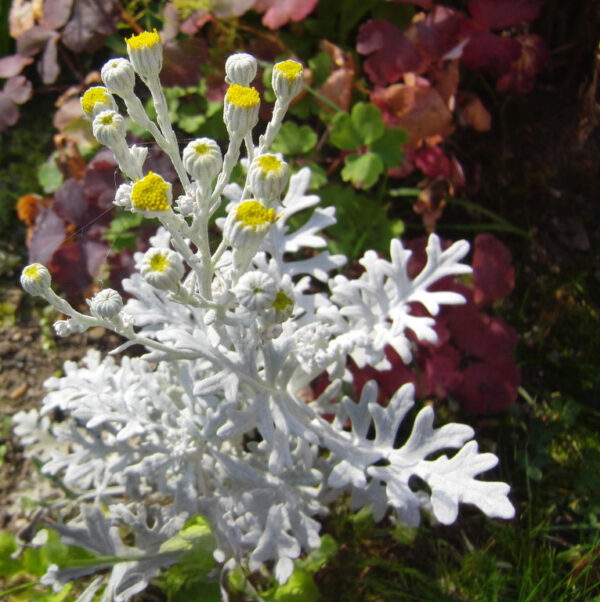 Artemisia stelleriana 'Boughton Silver'