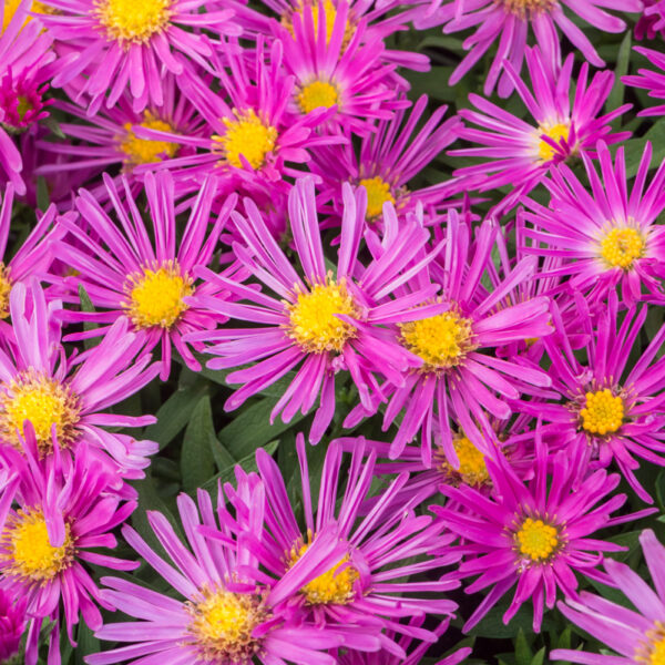 Aster dumosus  'Alice Haslam'