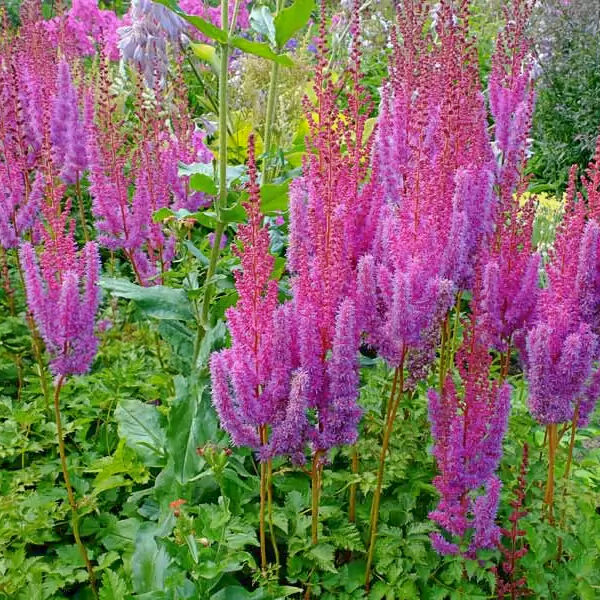 Astilbe chinensis  'Purpurkerze'