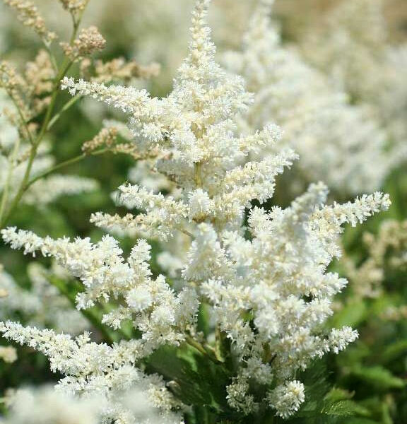 Astilbe japonica 'Avalanche'