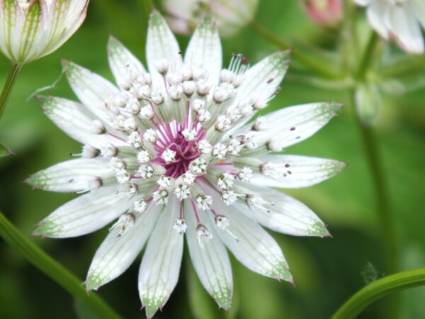 Astrantia major