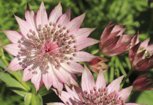 Astrantia major gracilis