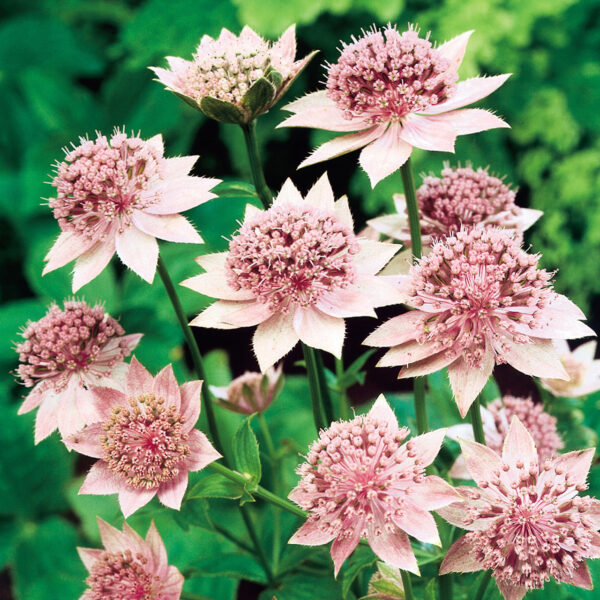 Astrantia maxima