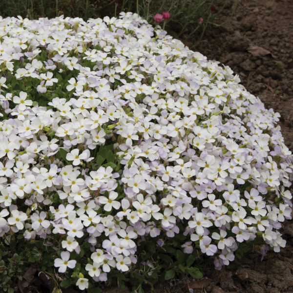 Aubrieta hybrida  'Regado White'