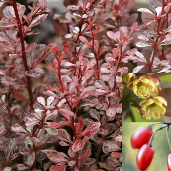 Berberis thunbergii 'Harlequin'