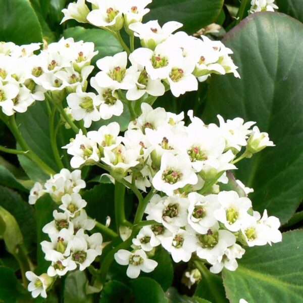 Bergenia cordifolia 'Bressingham White'