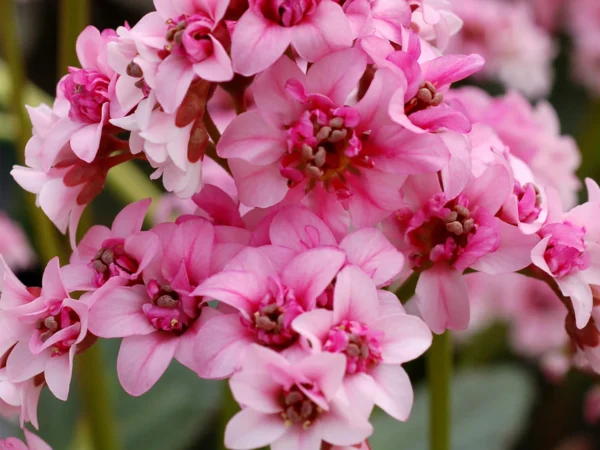 Bergenia cordifolia 'Dragonfly Sakura'